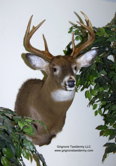 whitetail deer